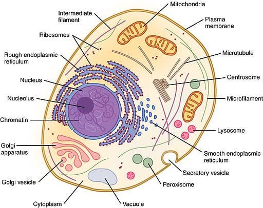 512px 0312 Animal Cell And Components