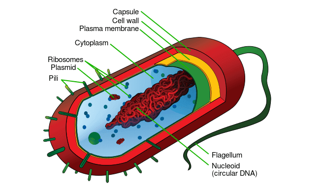 Average Prokaryote Cell En