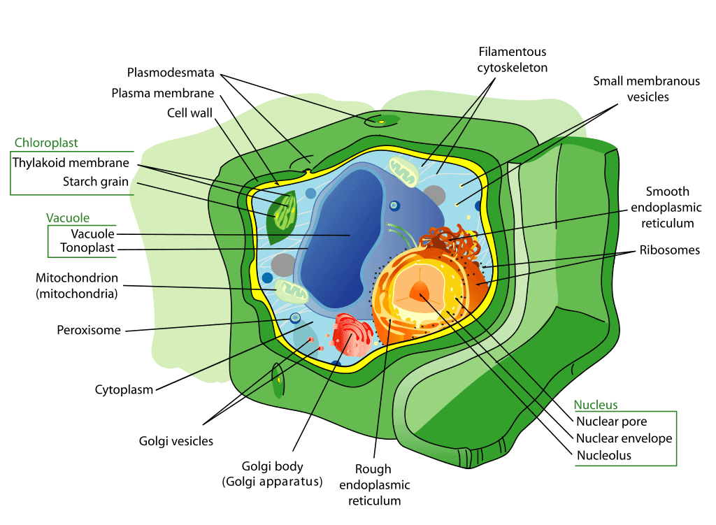 Plant Cell Structure En.svg