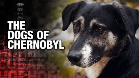 Chernobyl Created The World’s Rarest Dogs