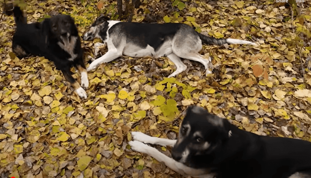 Chernobyl Exclusion Zone Dogs