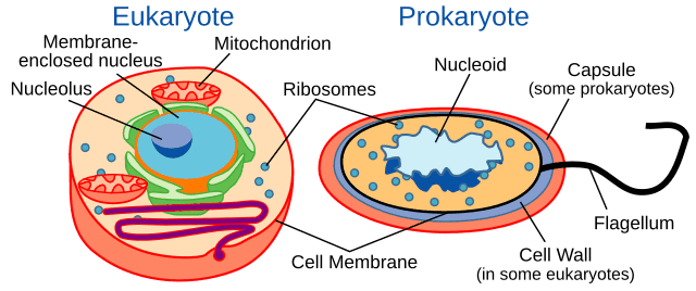 Prokaryotic Vs Eukaryotic Cells