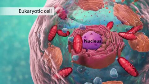 The Building Blocks Of Life: Exploring Cell Structure